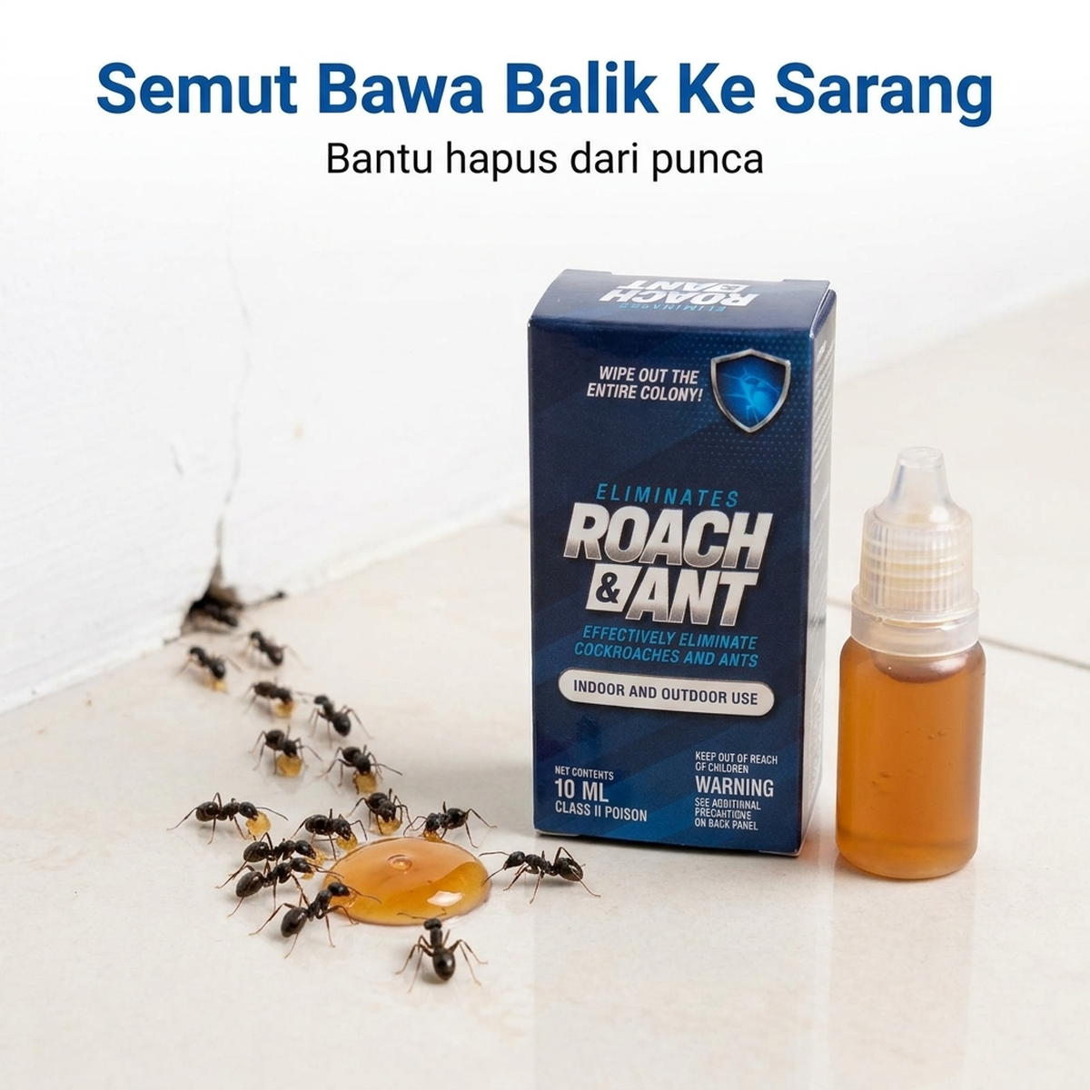 Semut Bawa Balik Ke Sarang